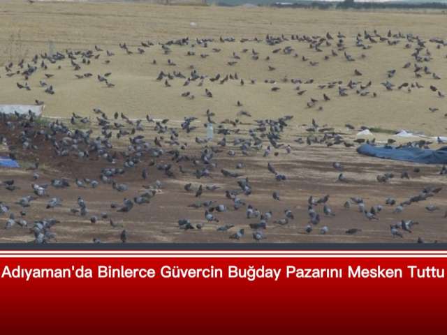 Binlerce Güvercin Buğday Pazarını Mesken Tuttu