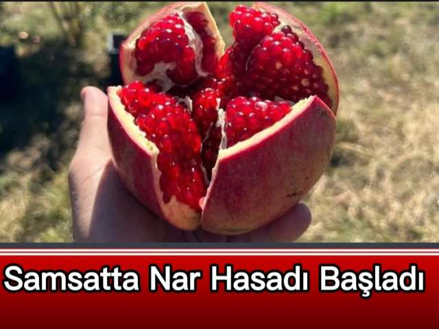 Samsatta Nar Hasadı Başladı