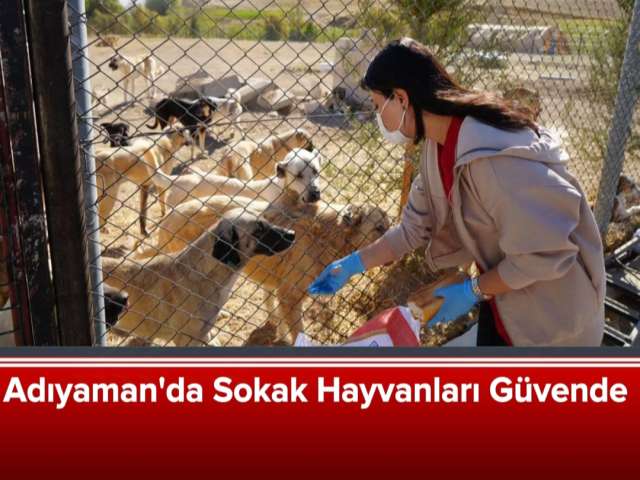 Sokak Hayvanları Güvende