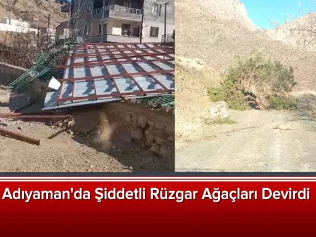 Sincik'te Rüzgar Ağaçları Devirdi