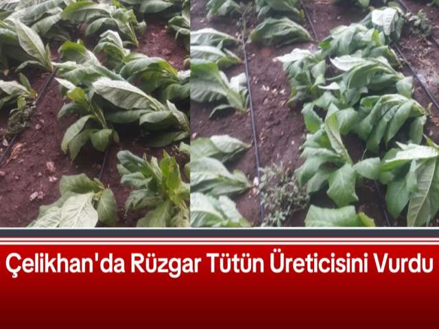 Tütün Üreticisini Rüzgar Vurdu