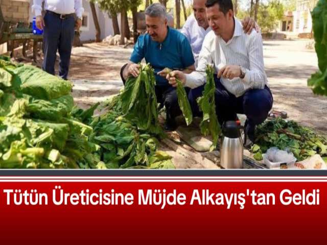 Tütün Üreticisine Müjde Alkayış'tan Geldi