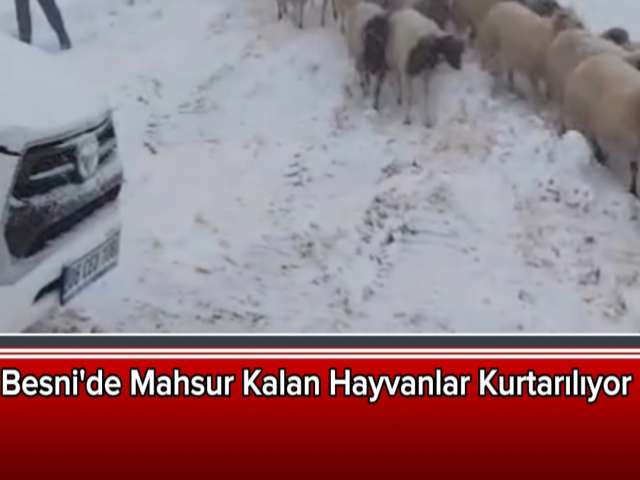 Besni'de Mahsur Kalan Hayvanlar Kurtarılıyor