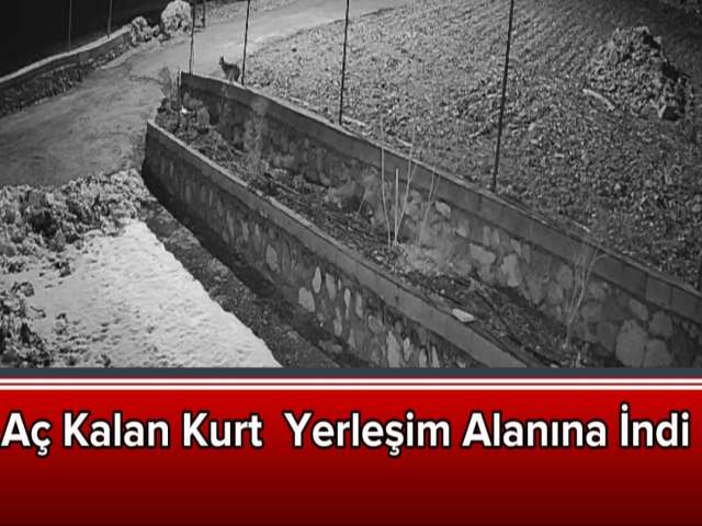 Aç Kalan Kurt Yerleşim Alanına İndi