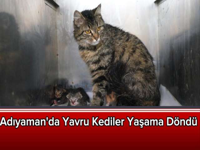 Yavru Kediler Yaşama Döndü