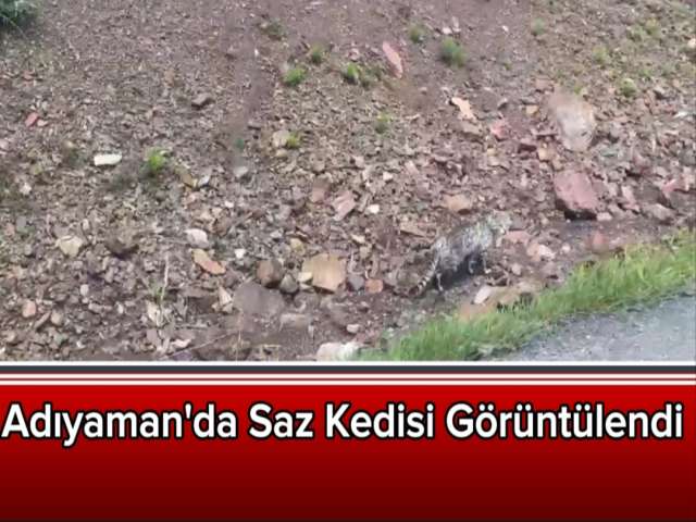 Adıyaman'da Saz Kedisi Görüntülendi
