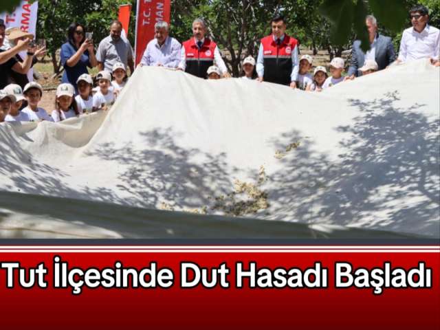 Tut İlçesinde Dut Hasadı Başladı