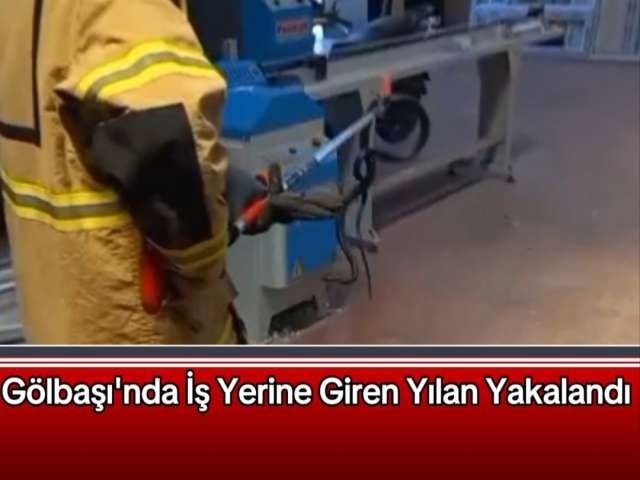 İş Yerindeki Yılan Yakalandı