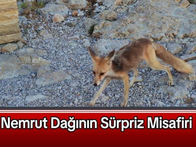 Nemrut Dağının Sürpriz Misafiri