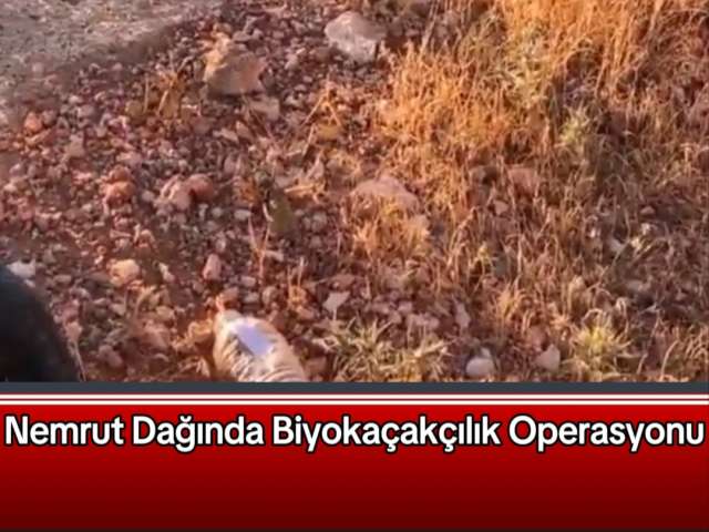 Nemrut Dağında Biyokaçakçılık Operasyonu