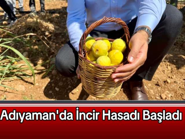 Adıyaman'da İncir Hasadı Başladı